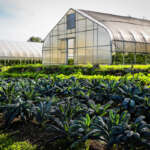 CT Promotes Farm-to-Table to Fight Food Insecurity